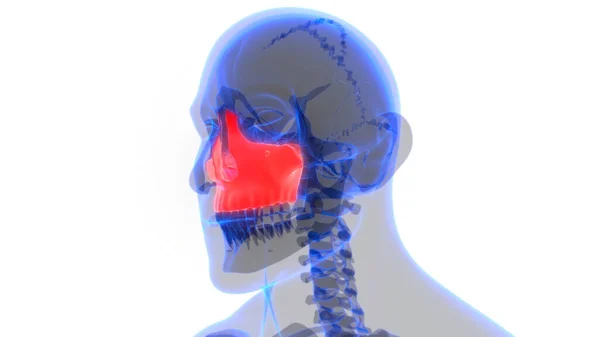 Nsan Iskeleti Kafatası Maxilla Kemik Anatomisini Parçalar — Stok fotoğraf