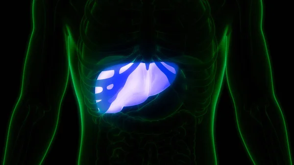 Anatomía Del Hígado Del Órgano Digestivo Interno Humano — Foto de Stock