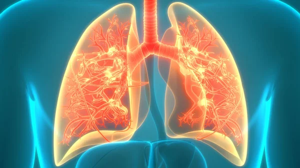 의호흡 폐구조 — 스톡 사진
