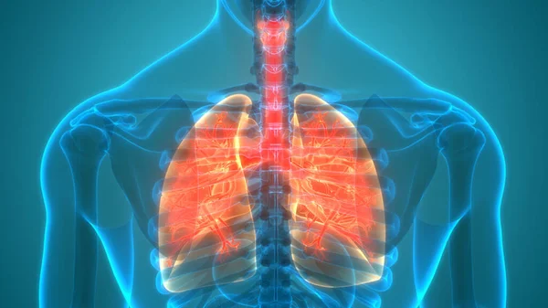 Anatomie Plic Lidského Respiračního Systému — Stock fotografie