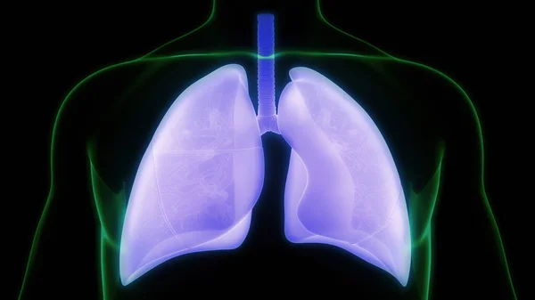 Sistema Respiratorio Humano Pulmones Anatomía —  Fotos de Stock