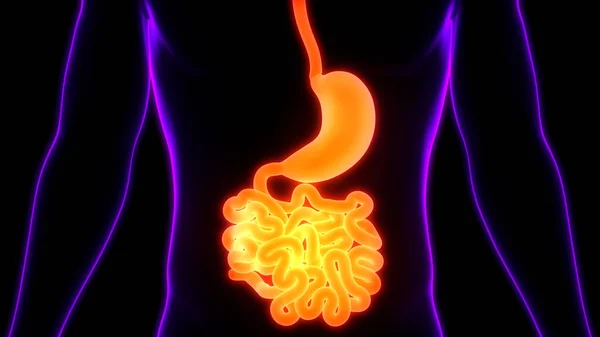 Anatomia Dello Stomaco Del Sistema Digestivo Umano — Foto Stock
