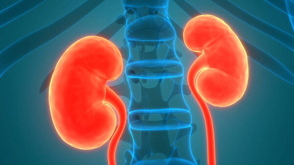 3D Illustration of human Body Organs (Kidneys)