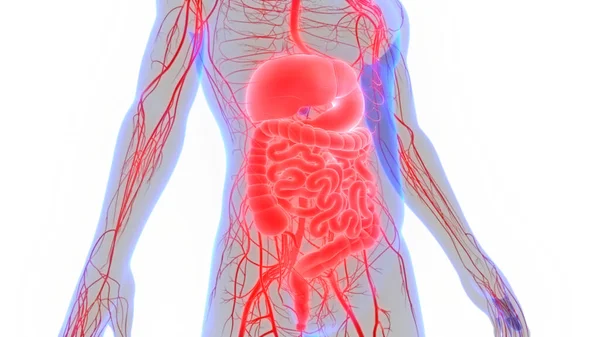 Human Digestive System Large Small Intestine Anatomy — Stock Photo, Image