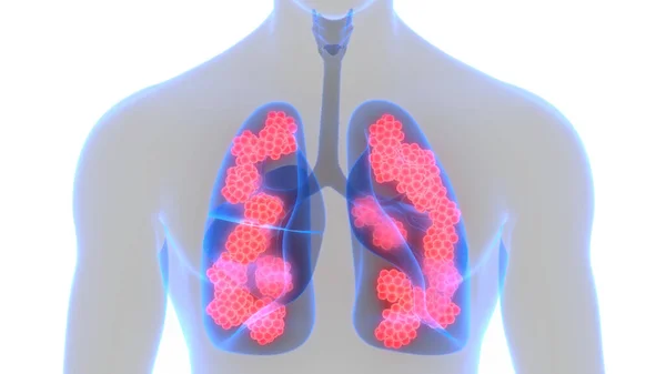 Sistema Respiratorio Humano Pulmones Anatomía — Foto de Stock