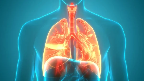 Human Respiratory System Lungs Anatomy — Stock Photo, Image