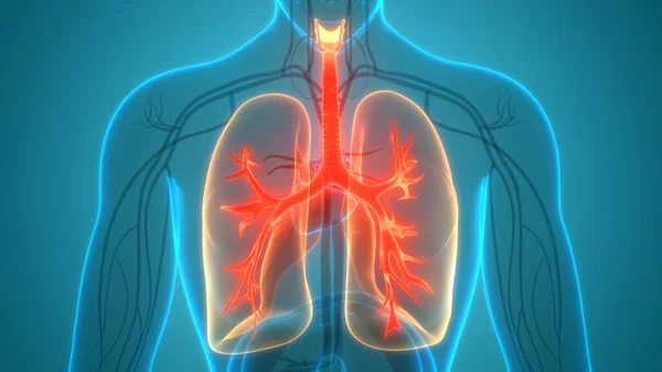 Anatomia Polmonare Del Sistema Respiratorio Umano — Foto Stock