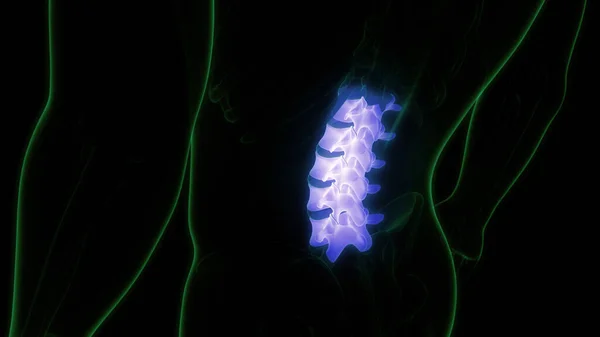 颅骨系统解剖的椎体柱状腰椎 — 图库照片