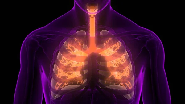 Menselijke Ademhalingsstelsel Longen Anatomie — Stockfoto