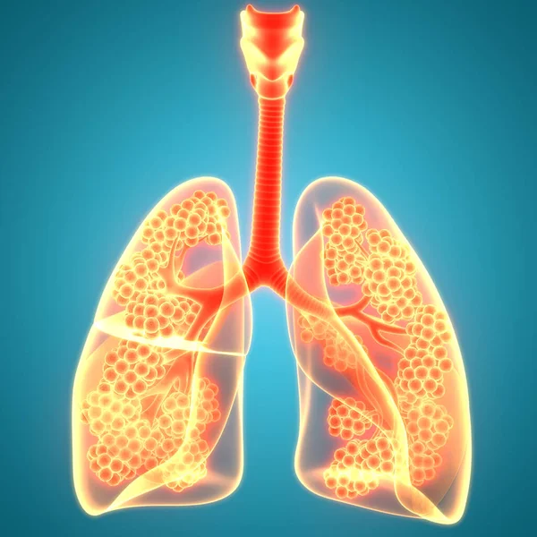 Sistema Respiratorio Humano Pulmones Anatomía —  Fotos de Stock