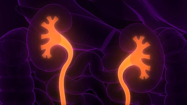 Illustration Human Body Organs Kidneys — Stock Photo, Image