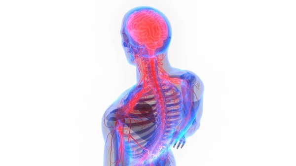 Sentral Organ Menneskelig Nervesystem Hjerneanatomi – stockfoto
