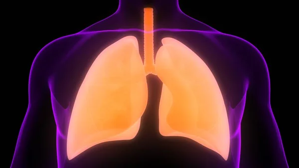 Sistema Respiratório Humano Anatomia Pulmonar — Fotografia de Stock