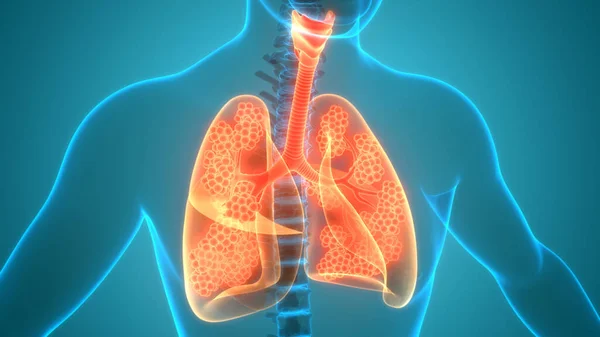 Ludzki Układ Oddechowy Płuca Anatomia — Zdjęcie stockowe