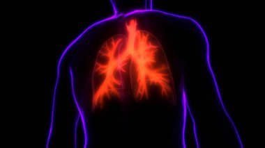 İnsan Vücut Organları (Ciğerleri) 3D