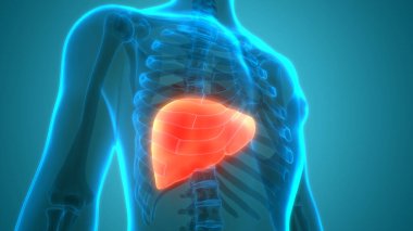 İnsan vücudu karaciğer anatomisi. Üç Boyut