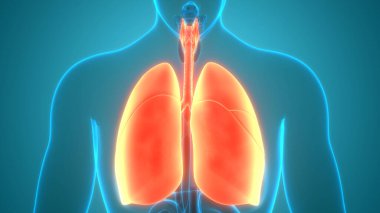 İnsan Vücut Organları (Ciğerleri) 3D