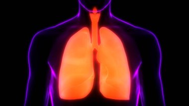 İnsan Vücut Organları (Ciğerleri) 3D