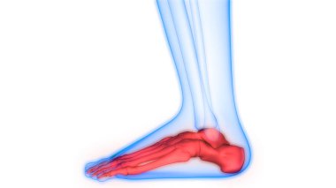 İnsan Kemiği Eklem Ağrısı Anatomisi (Ayak Kemikleri). Üç Boyut