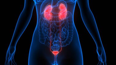 İdrar torbası anatomisi olan insan böbrekleri. Üç Boyut