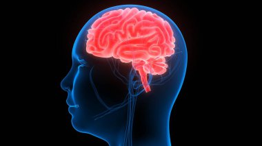 İnsan Sinir Sistemi Beyin Anatomisi Merkezi Organı. Üç Boyut