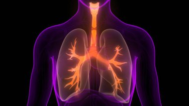 İnsan Vücut Organları (Ciğerleri) 3D