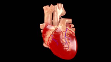 İnsan Dolaşım Sistemi Kalp Anatomisi. Üç Boyut