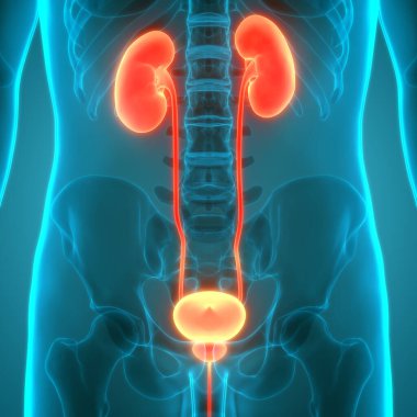 İdrar torbası anatomisi olan insan böbrekleri. Üç Boyut