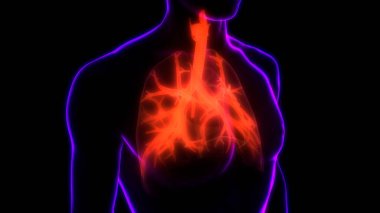 İnsan Vücut Organları (Ciğerleri) 3D