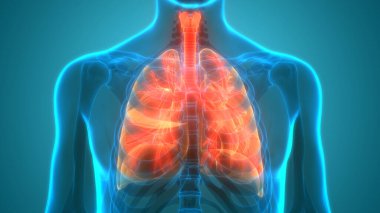 İnsan Vücut Organları (Ciğerleri) 3D