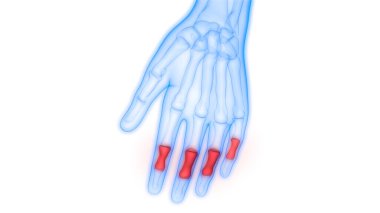 İnsan iskeleti kemik eklemleri anatomisi. Üç Boyut