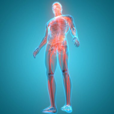 İnsan Sinir Sistemi Anatomisi. Üç Boyut