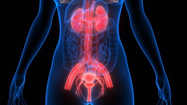 İdrar torbası anatomisi olan insan böbrekleri. Üç Boyut