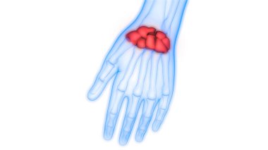 İskelet sistemli karpal kemik eklemleri anatomisi. Üç Boyut