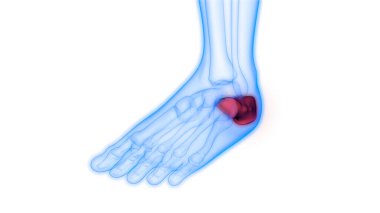 İnsan Kemiği Eklem Ağrısı Anatomisi (Ayak Eklemleri). Üç Boyut