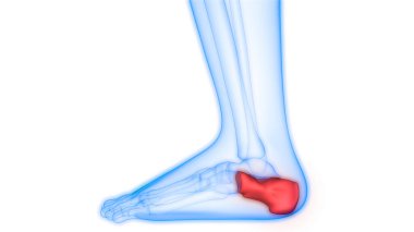 İnsan Kemiği Eklem Ağrısı Anatomisi (Ayak Eklemleri). Üç Boyut