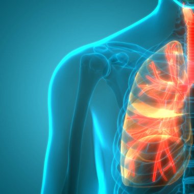 İnsan Vücut Organları (Ciğerleri) 3D