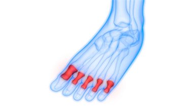 İnsan Ayağı Eklem Ağrısı (Parmak Kemikleri). Üç Boyut
