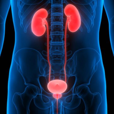 İdrar torbası anatomisi olan insan böbrekleri. Üç Boyut