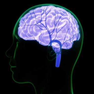 İnsan Sinir Sistemi Beyin Anatomisi Merkezi Organı. Üç Boyut