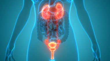 İdrar torbası anatomisi olan insan böbrekleri. Üç Boyut