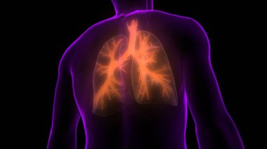 İnsan Vücut Organları (Ciğerleri) 3D