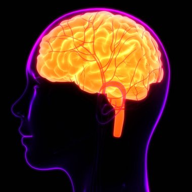 İnsan Sinir Sistemi Beyin Anatomisi Merkezi Organı. Üç Boyut