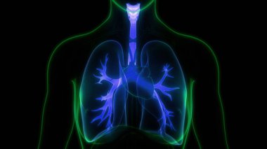 İnsan Vücut Organları (Ciğerleri) 3D