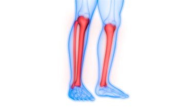 İnsan Vücut Kemiği Eklem Ağrıları (Tibia ve Fibula eklemleri). Üç Boyut