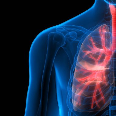 İnsan Vücut Organları (Ciğerleri) 3D