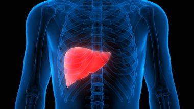 İnsan vücudu karaciğer anatomisi. Üç Boyut