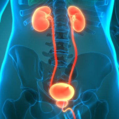 İdrar torbası anatomisi olan insan böbrekleri. Üç Boyut