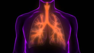 İnsan Vücut Organları (Ciğerleri) 3D