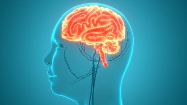 İnsan Sinir Sistemi Beyin Anatomisi Merkezi Organı. Üç Boyut
